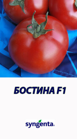 Tomat-BOSTINA-F1-Syngenta-500-shtuk