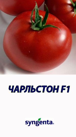 Tomat-CHARLSTON-F1-Syngenta-500-shtuk