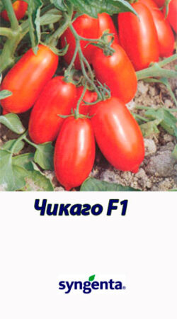 Tomat-CHIKAGO-F1-Syngenta-5000-shtuk