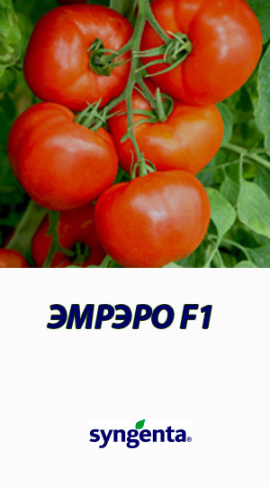 Tomat-EMRERO-F1-Syngenta-500-shtuk