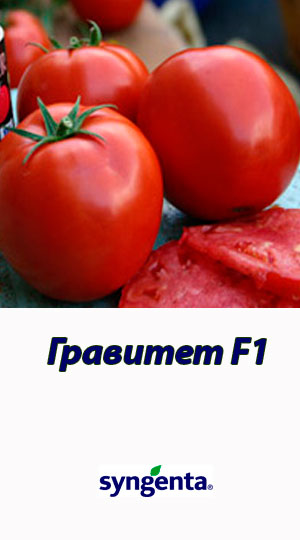 Tomat-GRAVITET-F1-Syngenta-500-shtuk