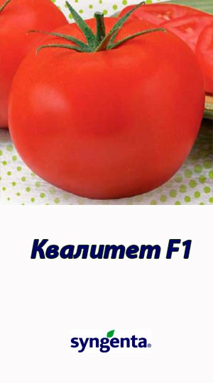 Tomat-KVALITET-F1T-97082-Syngenta-500-shtuk