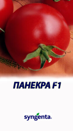 Tomat-PANEKRA-F1-Syngenta-500-shtuk