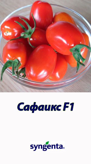 Tomat-SAFAIKS-F1-Syngenta-2500-shtuk