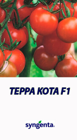 ТЕРРА КОТА F1