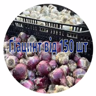 Цибулини гіацинтів від 150 шт