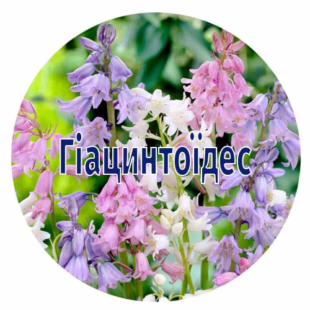 Цибулини гіацинтоідеса від 20 шт