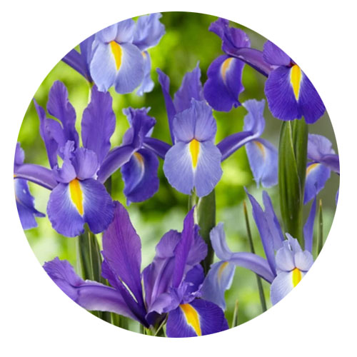 Цибулини-голландських-ірисів-оптом