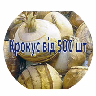 Цибулини крокусів від 500 шт