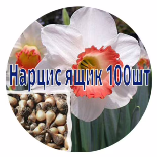 Цибулини нарцисів від 100 шт