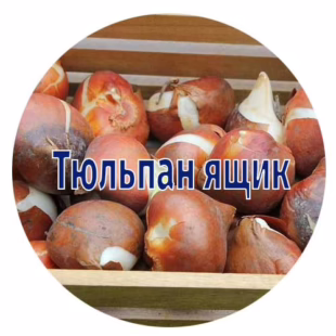 Цибулини тюльпанів від 600 шт