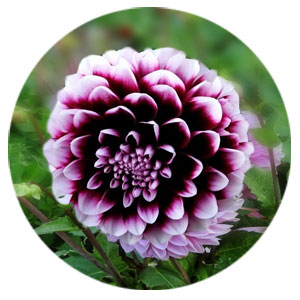 Луковицы георгины