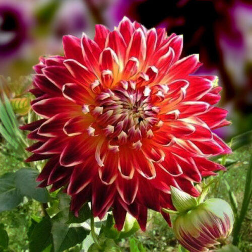 Жоржина-Aiyana