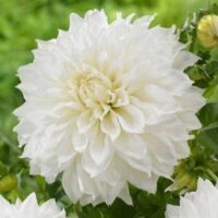 Жоржина декоративна Fleurel