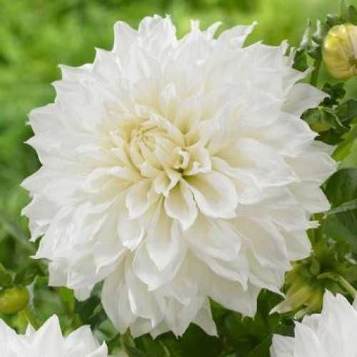 Жоржина декоративна Fleurel