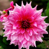 Жоржина декоративна Otto's Thrill 1 шт в упаковці