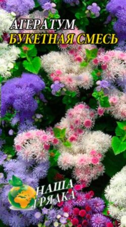 ageratum-buketnaja-smes