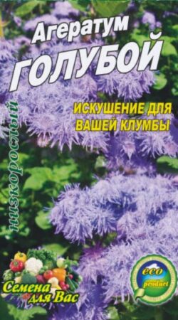 ageratum-goluboj