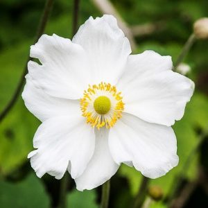 anemona-honorine-jobert