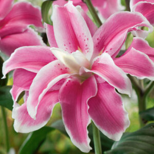 Lilium Lilac Cloud