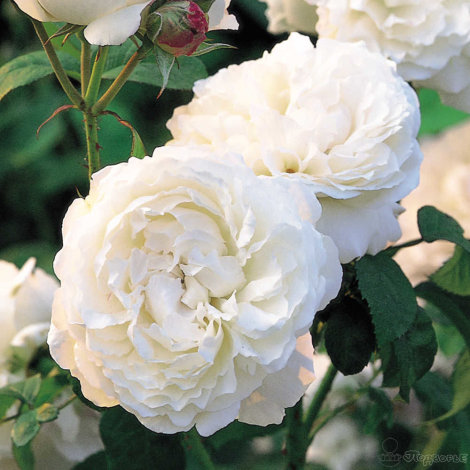 Роза Winchester Cathedral саженец Класс: английские розы — изображение 2