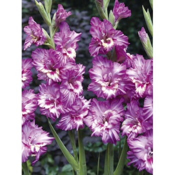 Gladiolus Shady Frizzle