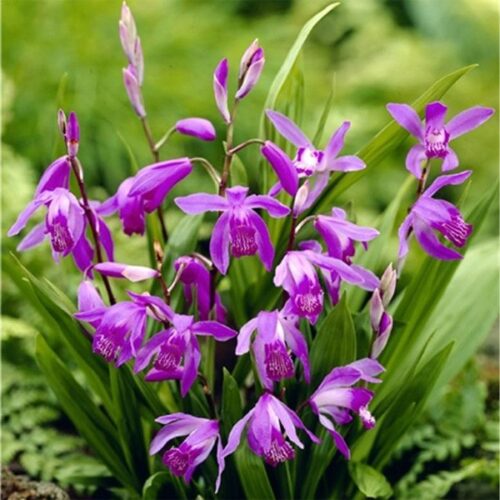 Блетилла Перпл (Purple)