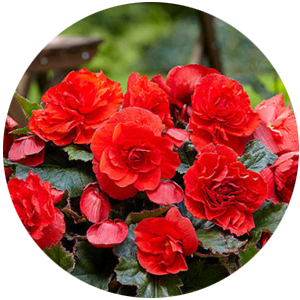 Клубни бегонии