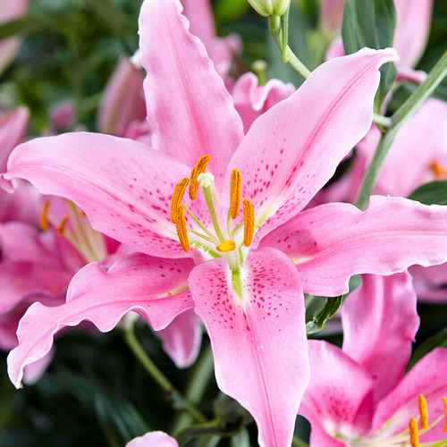 Lilium Peau Douce