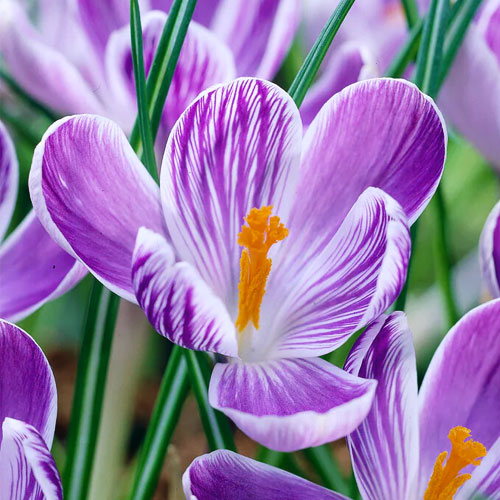 Крокус Пиквик 500 цибулин