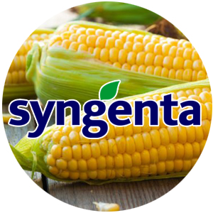 Syngenta насіння цукрової кукурудзи