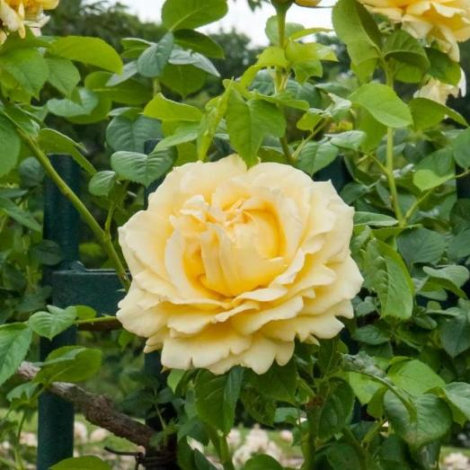 Троянда Сірано де Бержерак-саджанець