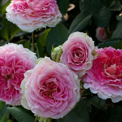 Троянда Цезарь-саджанець