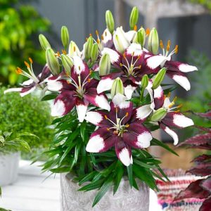 Lilium Tiny Padhye