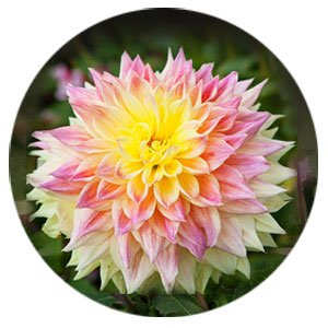 Декоративні жоржини