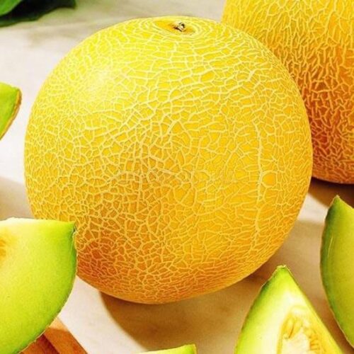 дыня ранняя 133