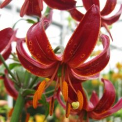 Lilium Claude Shride