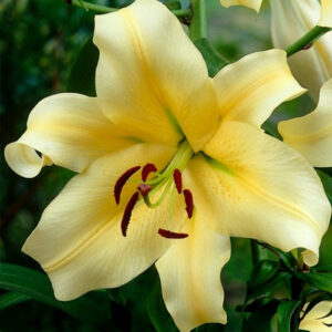 Lilium Honeymoon