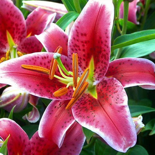 Lilium Stargazer