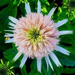 echinacea_cherry_fluff-1