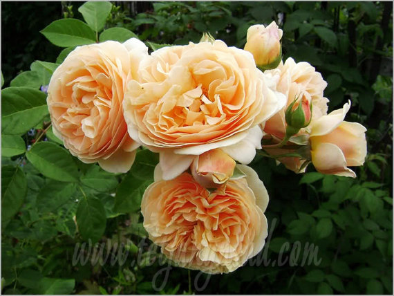 Троянда Тізінг Джорджіа-саджанець