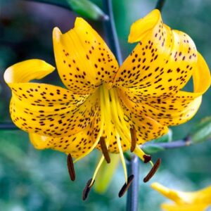 Lilium Leichtlinii