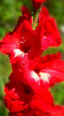 Гладиолус Традерхорн ( Gladiolus Traderhorn )