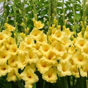 Gladiolus Bandarama