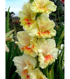 Gladiolus Oasis