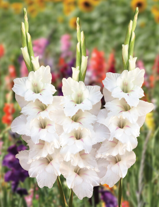 Gladiolus Flevo Eskimo