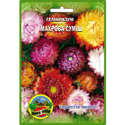 геліхризум-махрова-суміш-щира-нива-25