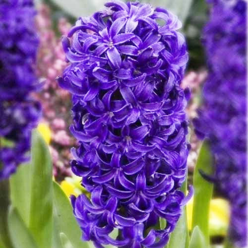 Гиацинт Aida 150 луковиц