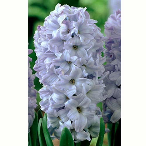 Гиацинт Blue Eyes 30 луковиц размер14/15