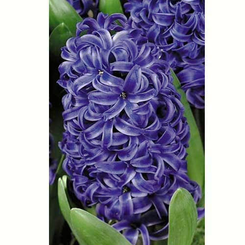 Гиацинт Blue Pearl 30 луковиц размер 14/15